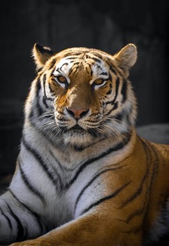 Tiger in zoo