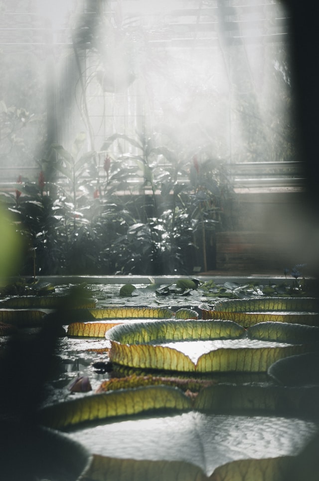 Water Lilies Botanical Garden Stockholm