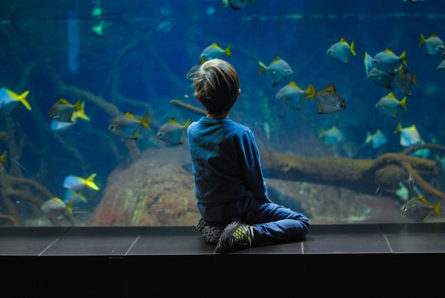 Child At Berlin Aquarium